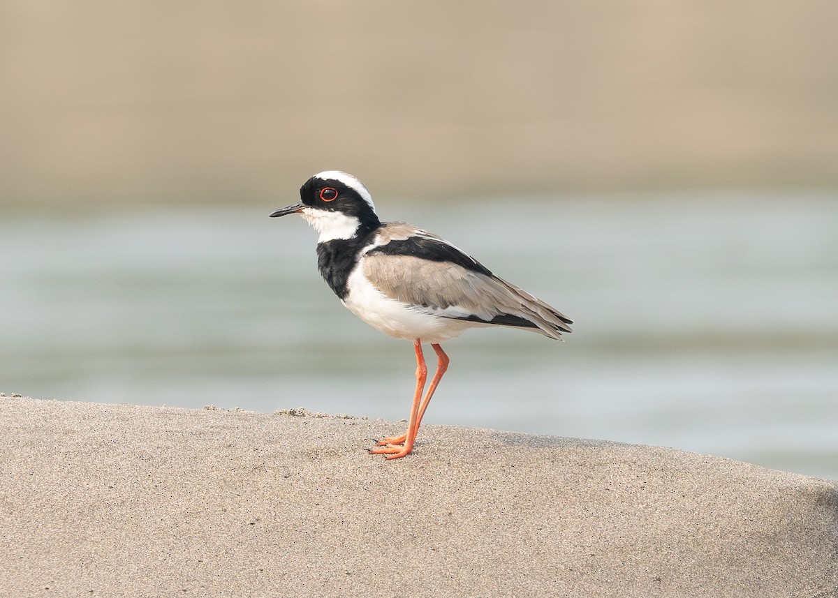 Pied Plover - Patrick Van Thull