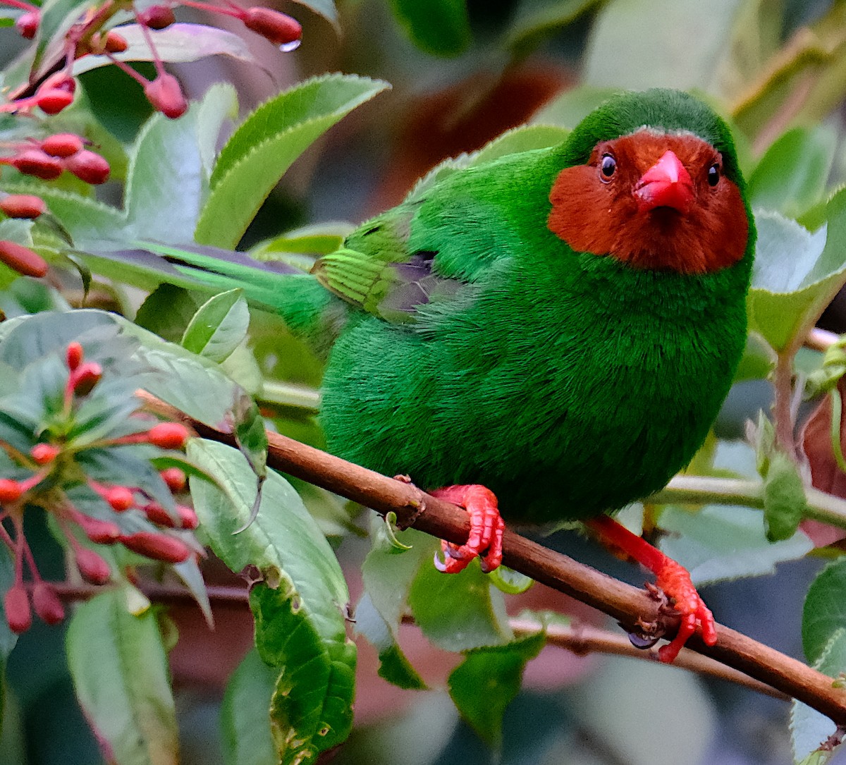 Grass-green Tanager - ML623915692