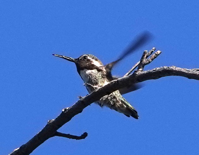 Colibrí de Costa - ML623915700