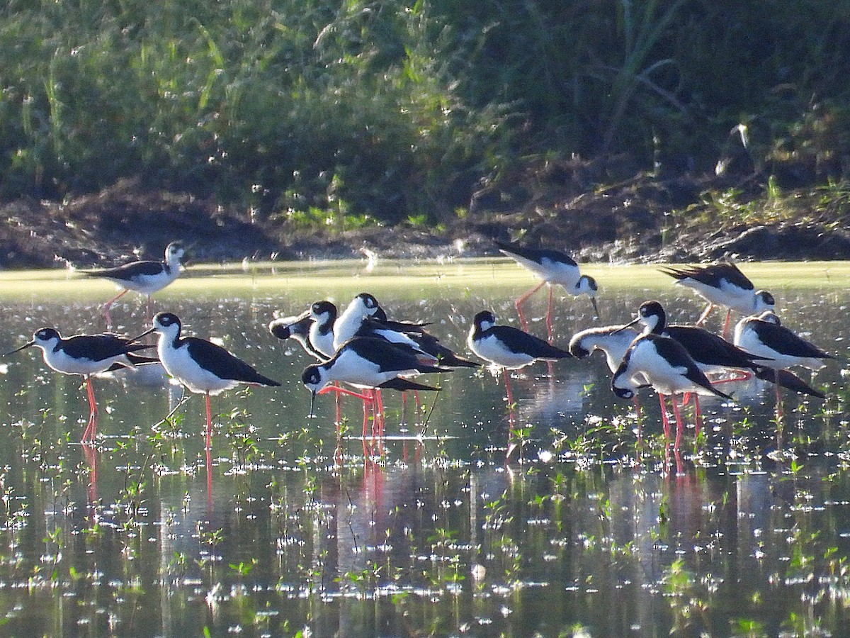 Black-necked Stilt - ML623915711