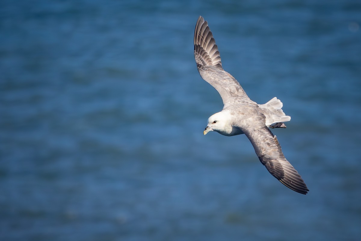 Northern Fulmar - Alexey Kurochkin