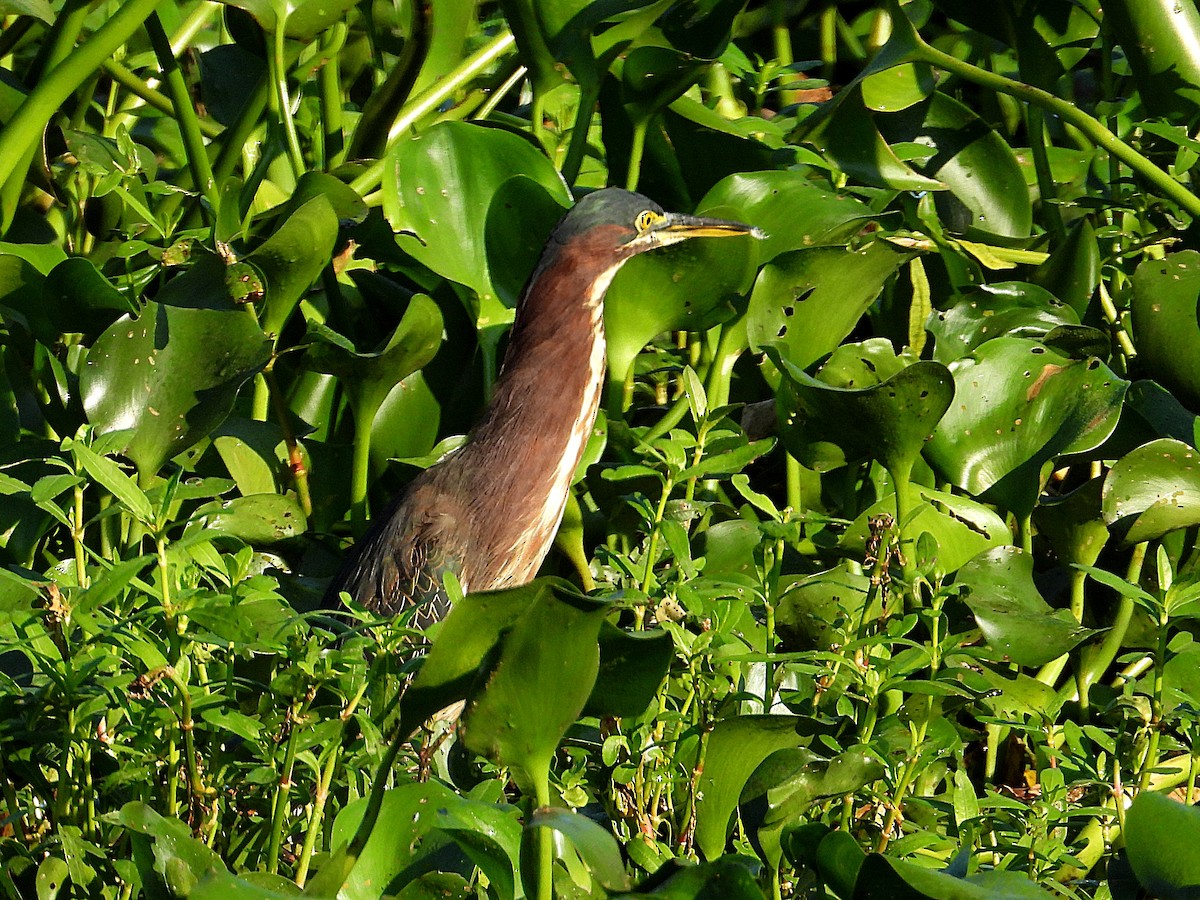 Green Heron - Michael Musumeche