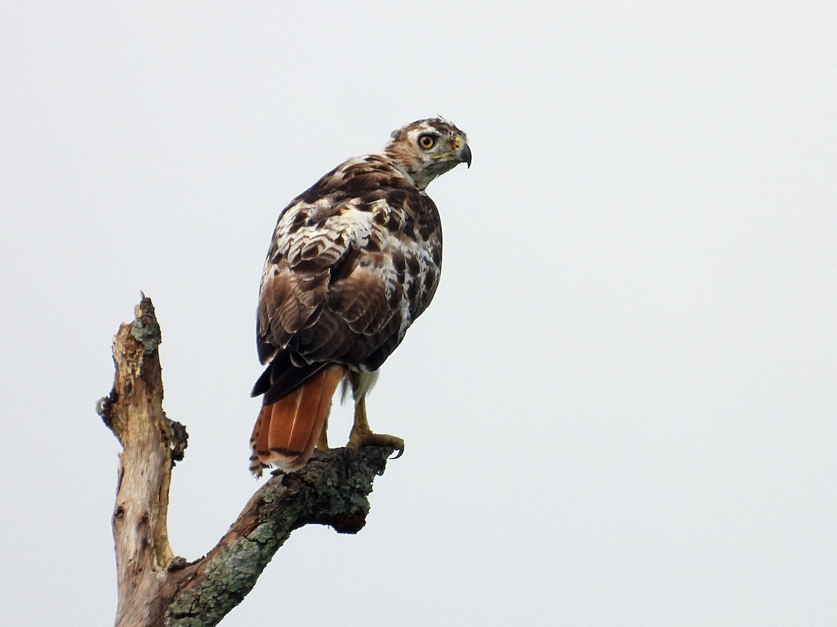 Red-tailed Hawk - ML623915741