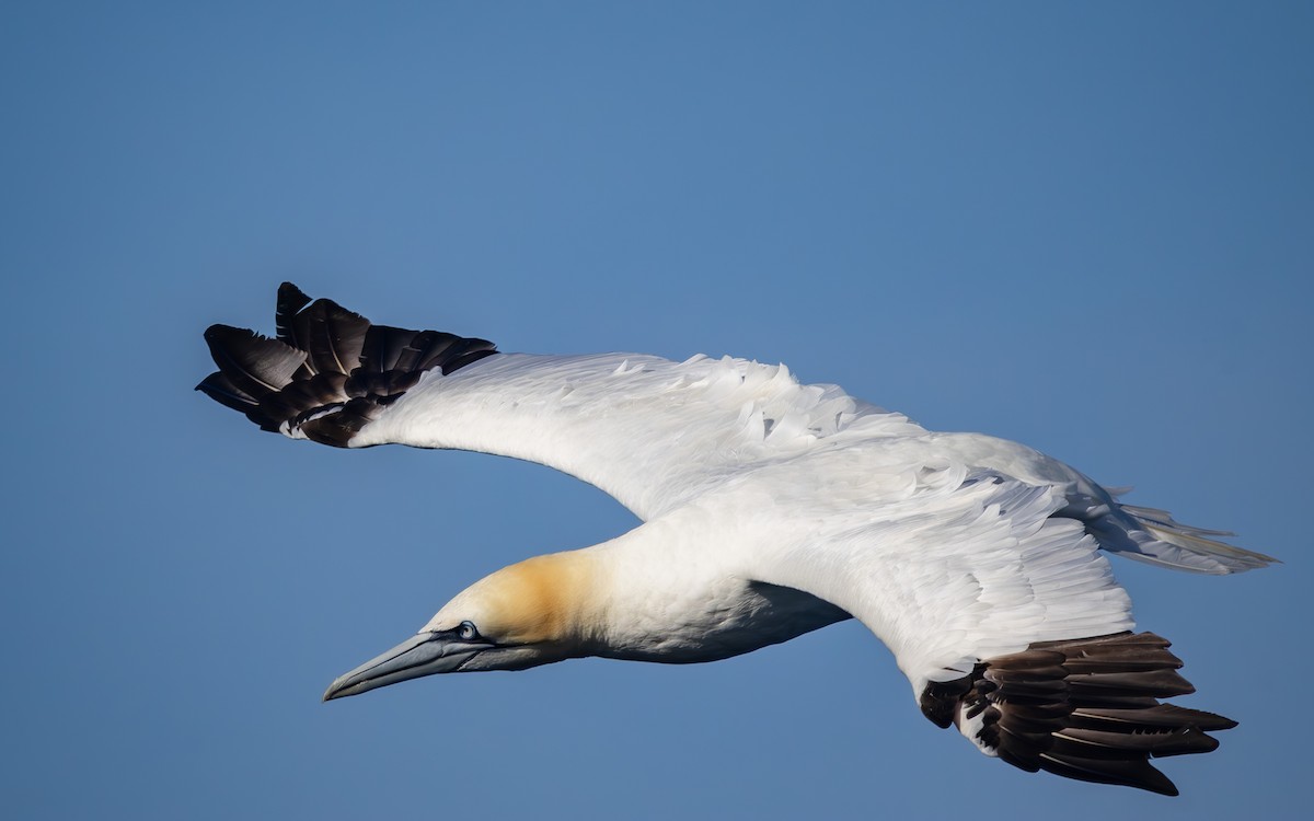 Northern Gannet - ML623915746