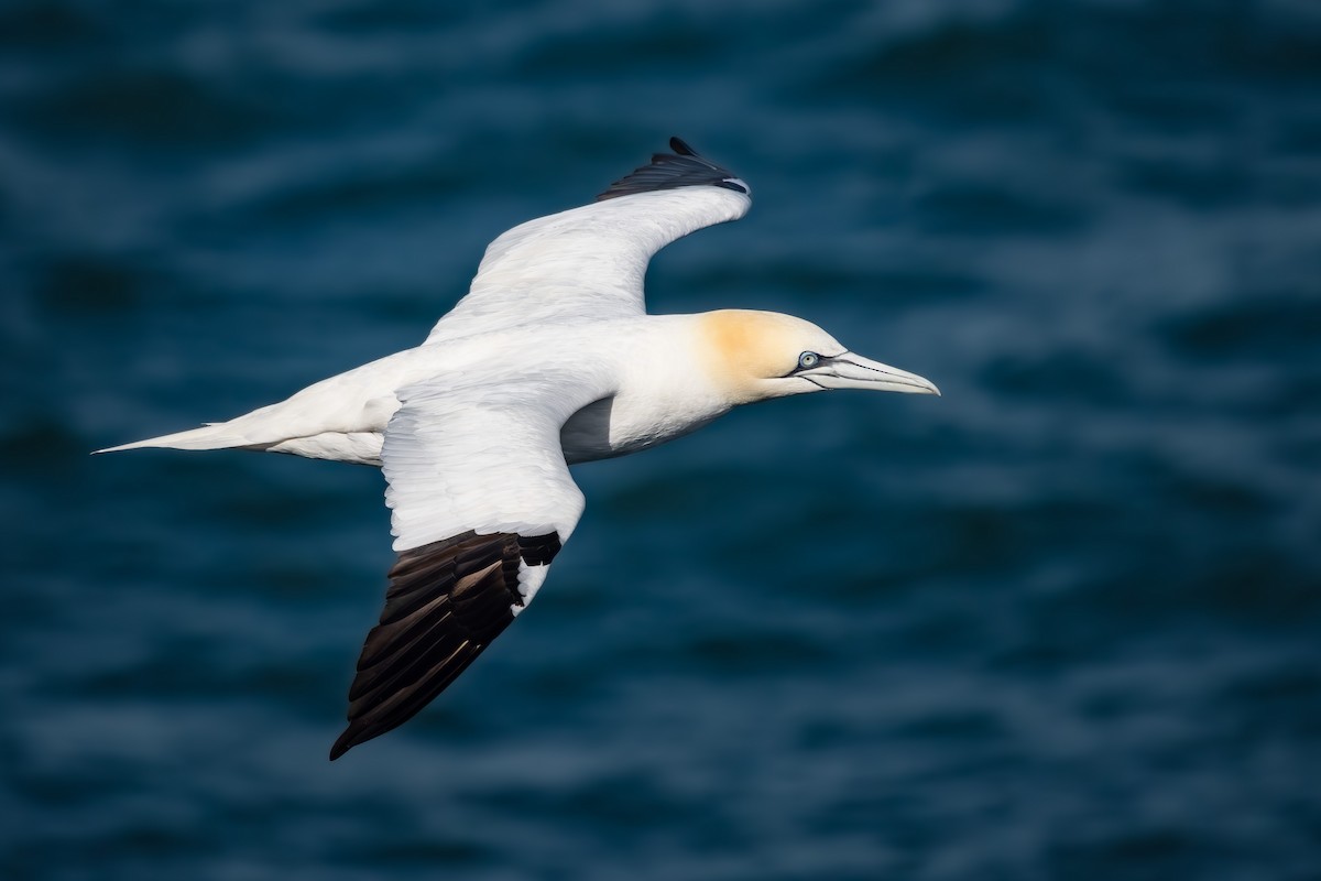 Northern Gannet - ML623915747