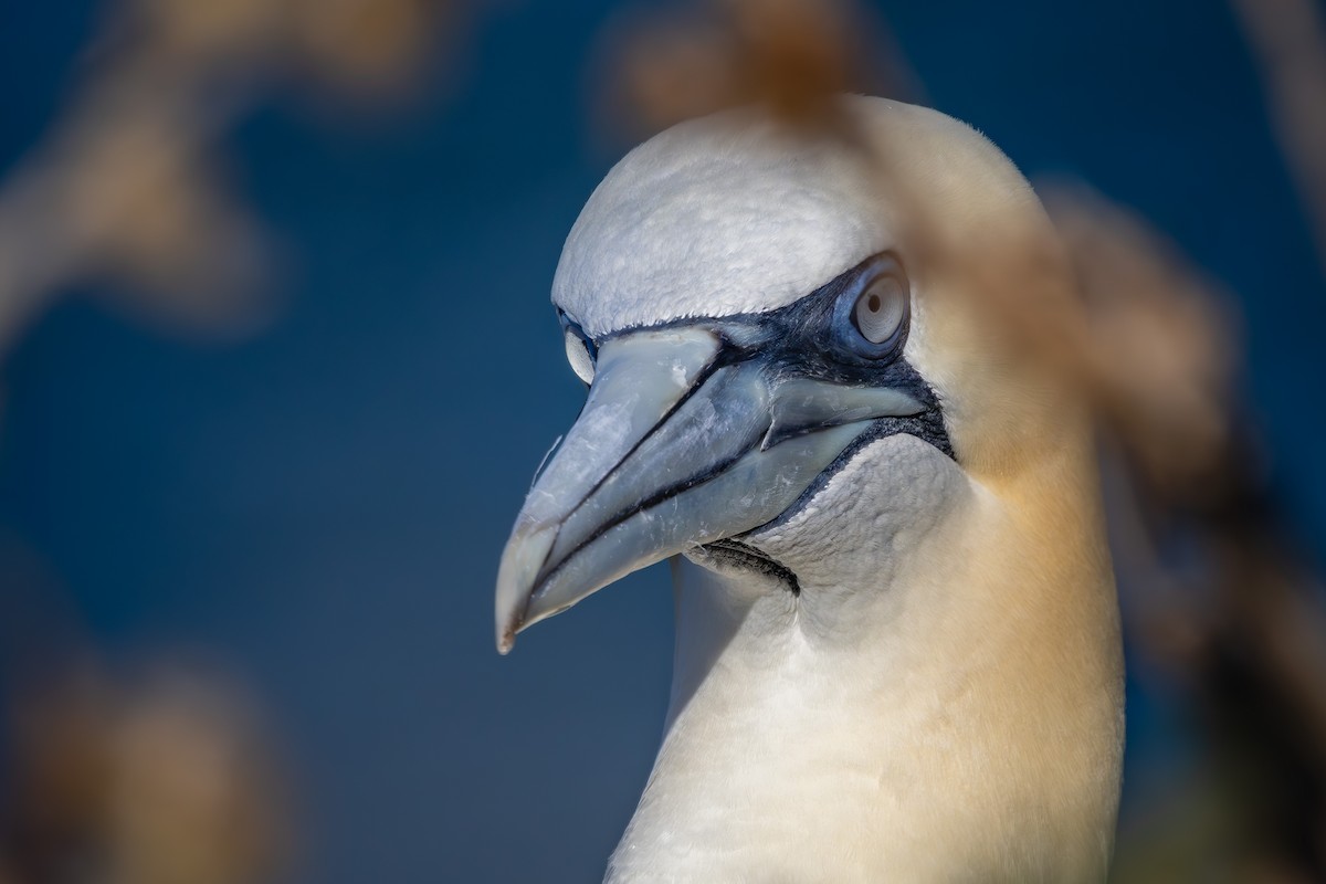 Northern Gannet - ML623915748