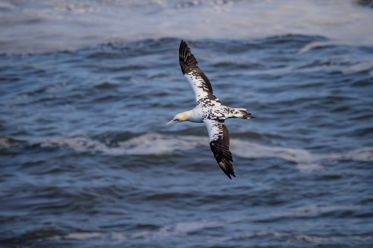 Northern Gannet - ML623915749