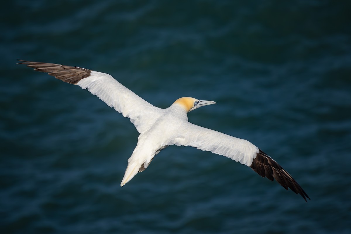 Northern Gannet - ML623915751