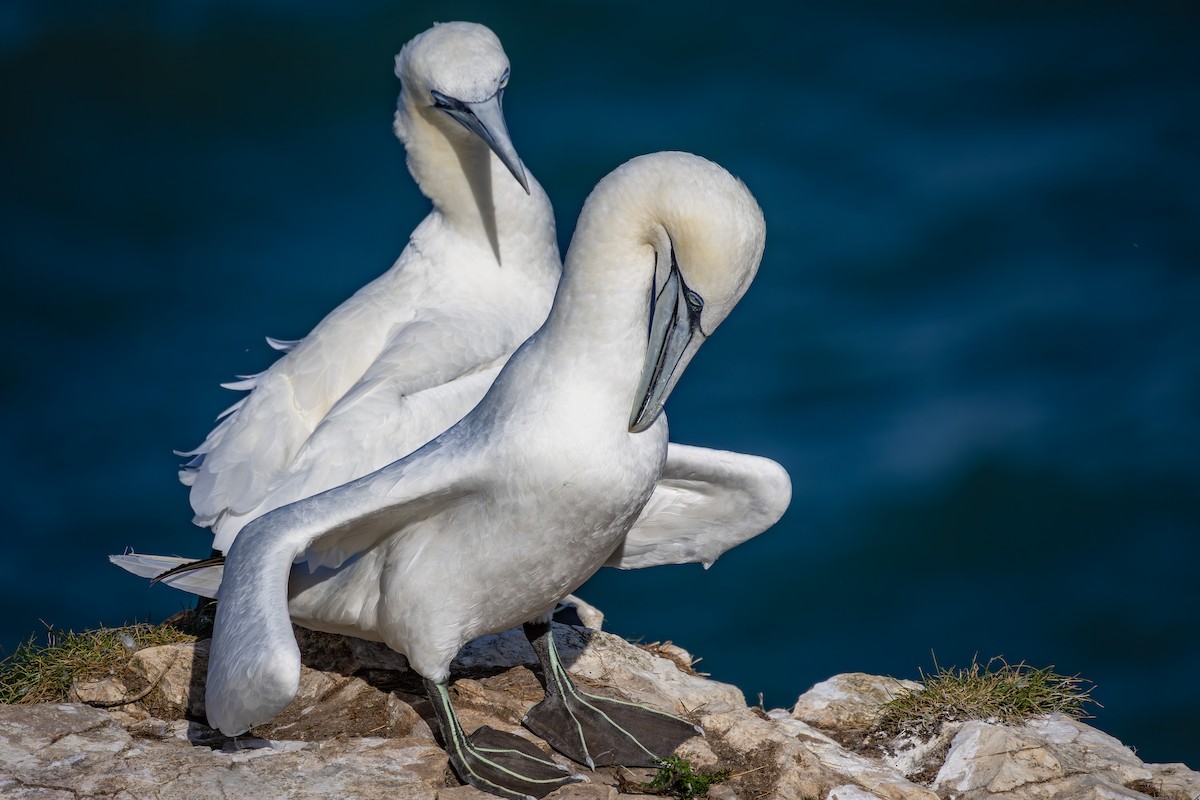 Northern Gannet - ML623915752