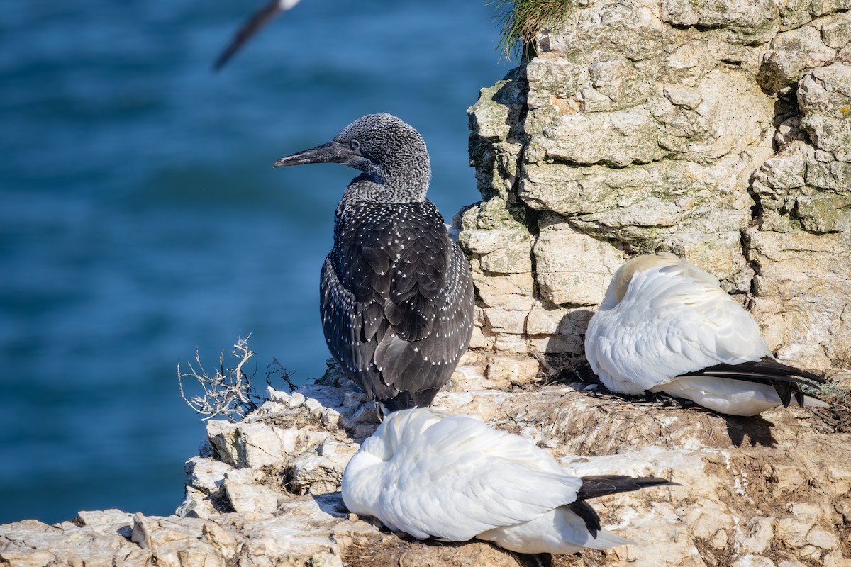 Northern Gannet - ML623915753