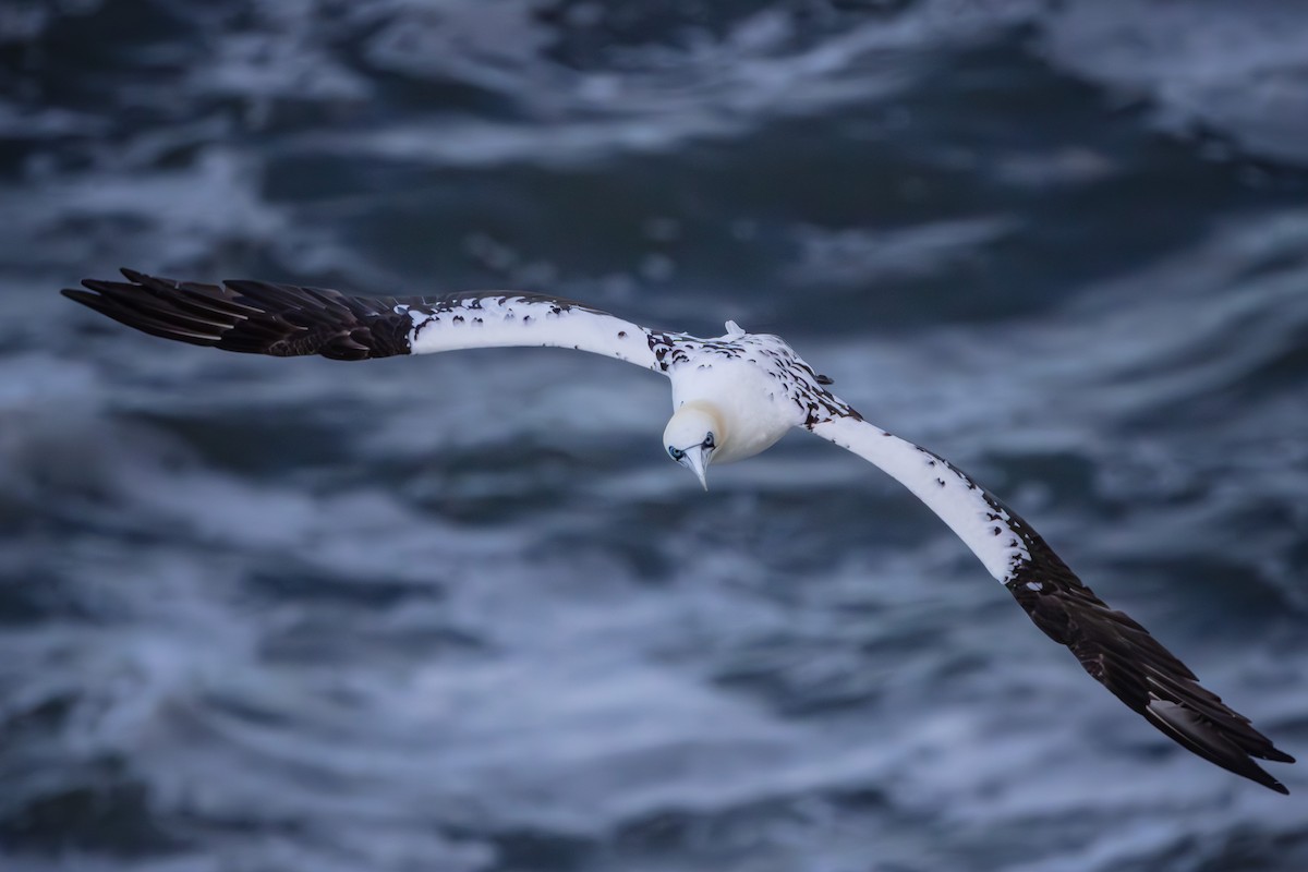 Northern Gannet - ML623915754