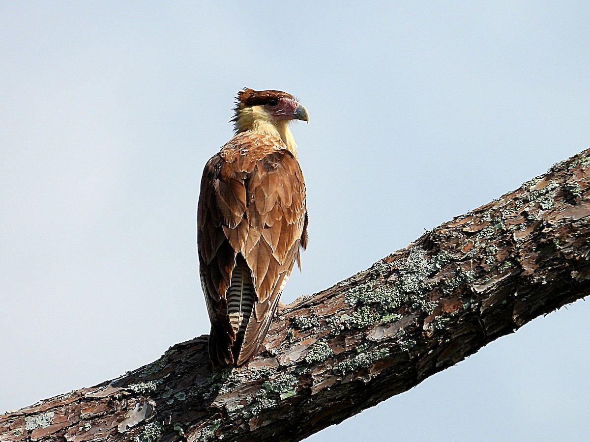 Crested Caracara - ML623915761