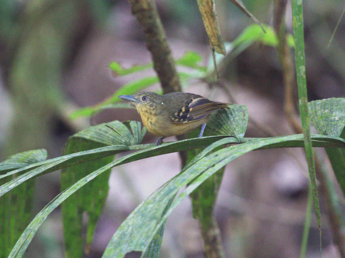 Checker-throated Stipplethroat - ML623915762