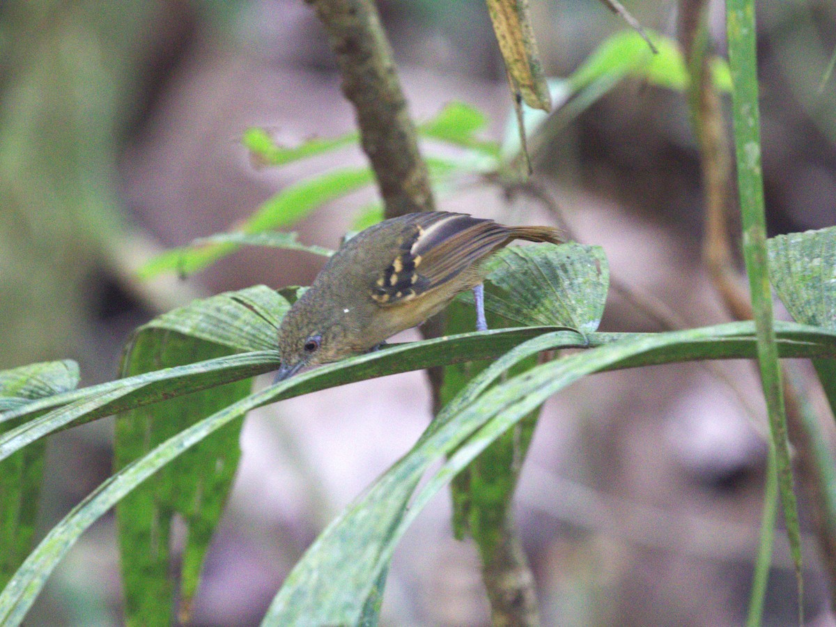 Checker-throated Stipplethroat - ML623915763