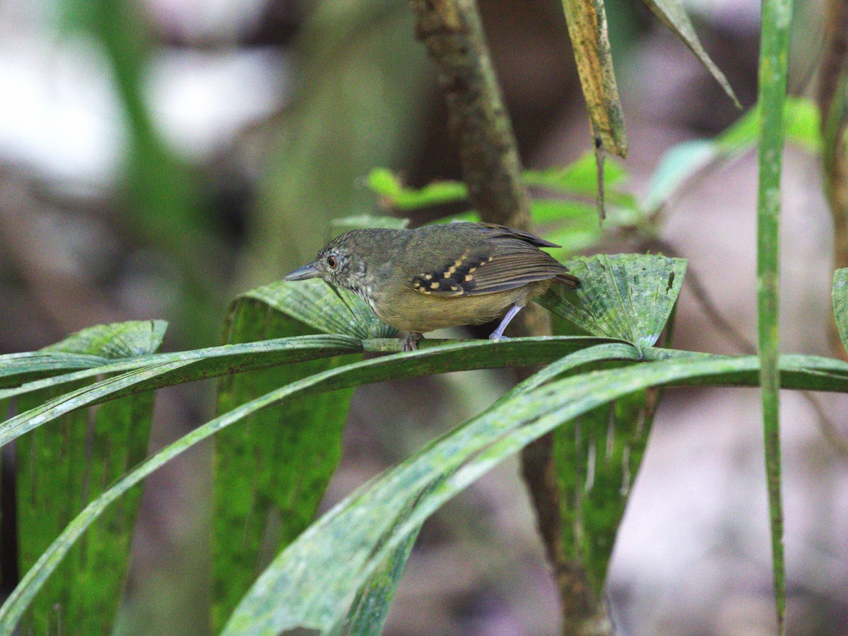 Checker-throated Stipplethroat - ML623915764