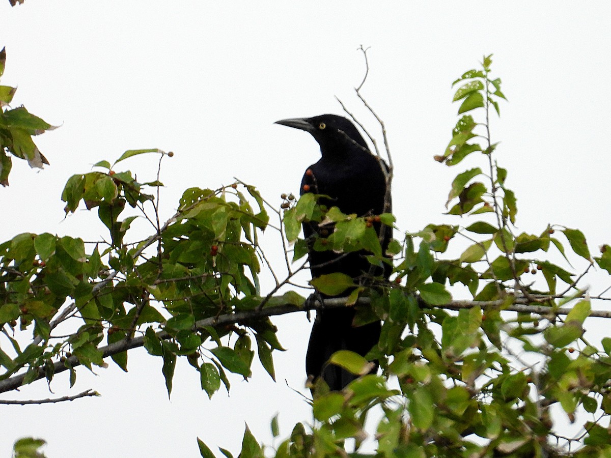 Great-tailed Grackle - ML623915775