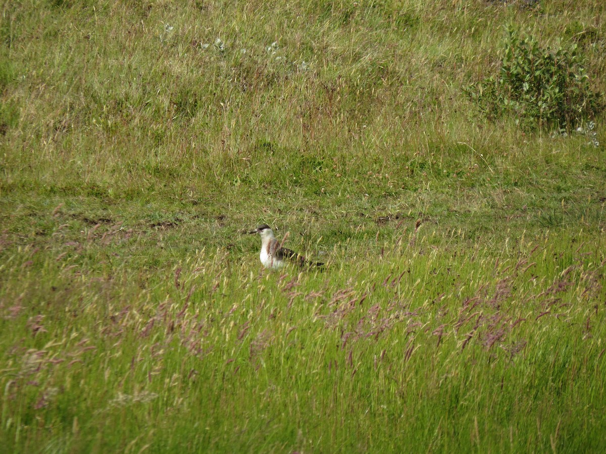 Parasitic Jaeger - Dirk von Werne