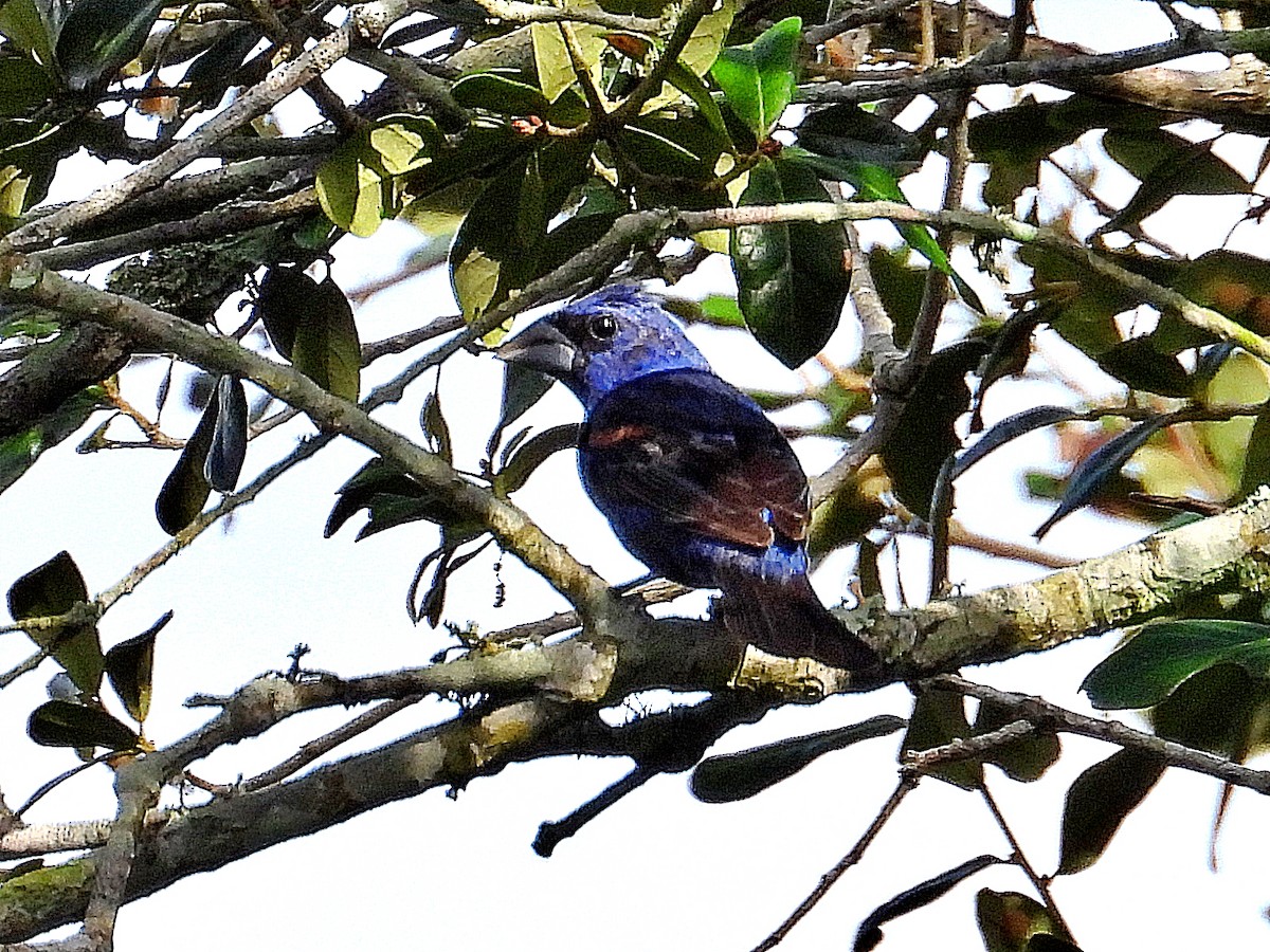 Blue Grosbeak - ML623915789