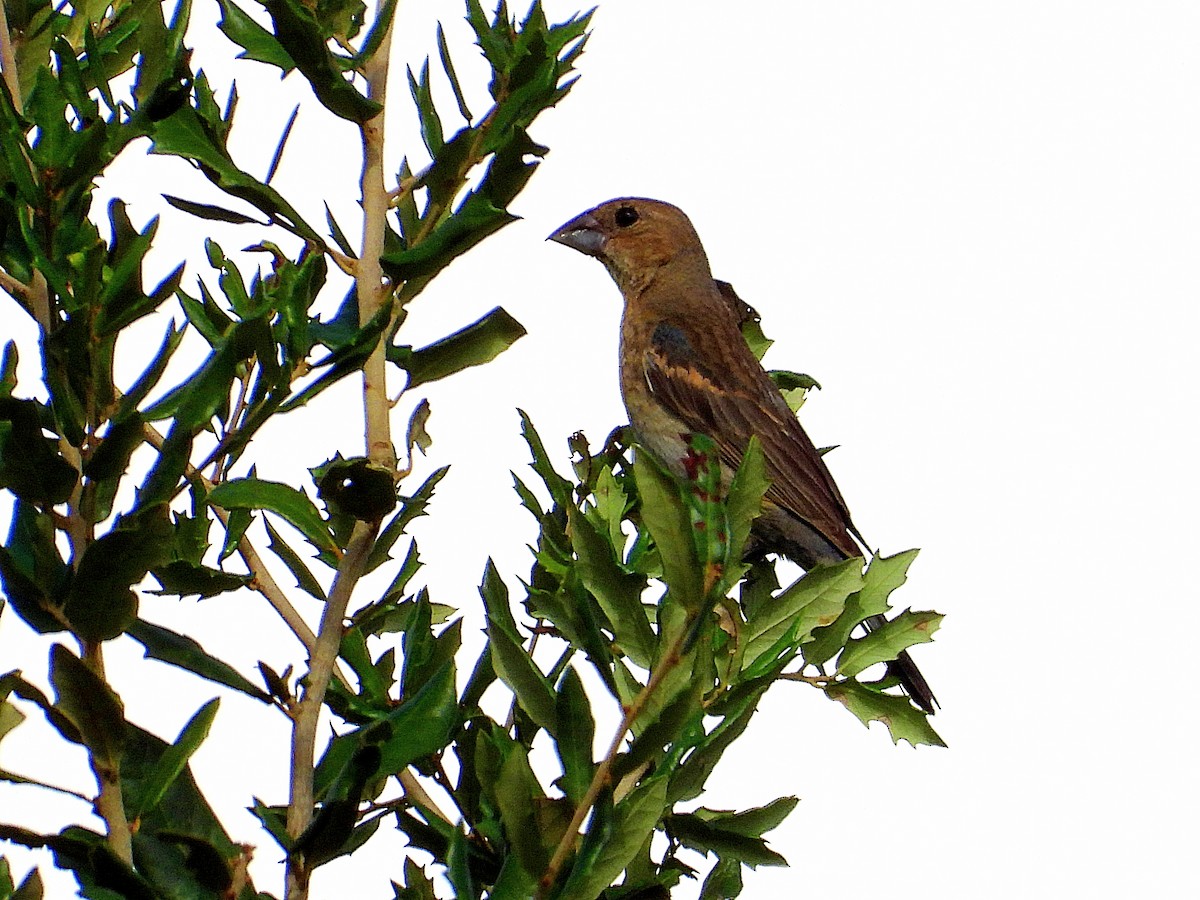 Blue Grosbeak - ML623915796