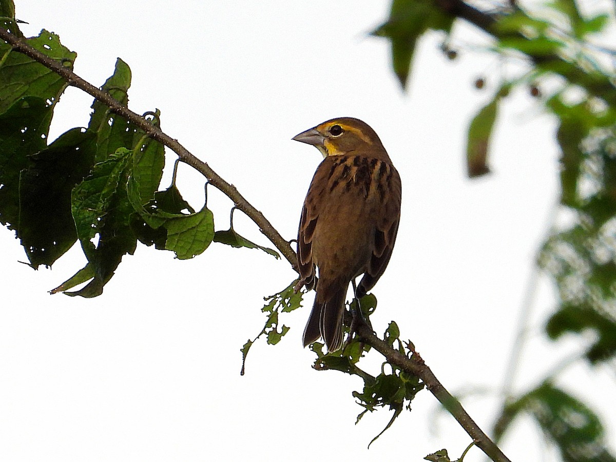 Dickcissel - ML623915801