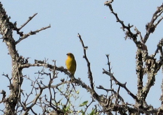 Saffron Finch - ML623915804