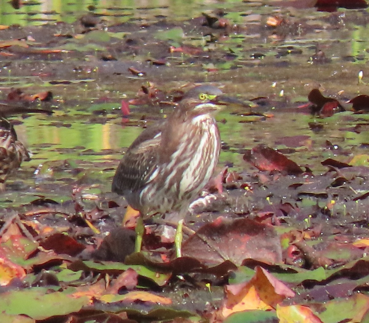 Green Heron - Alan Boyd