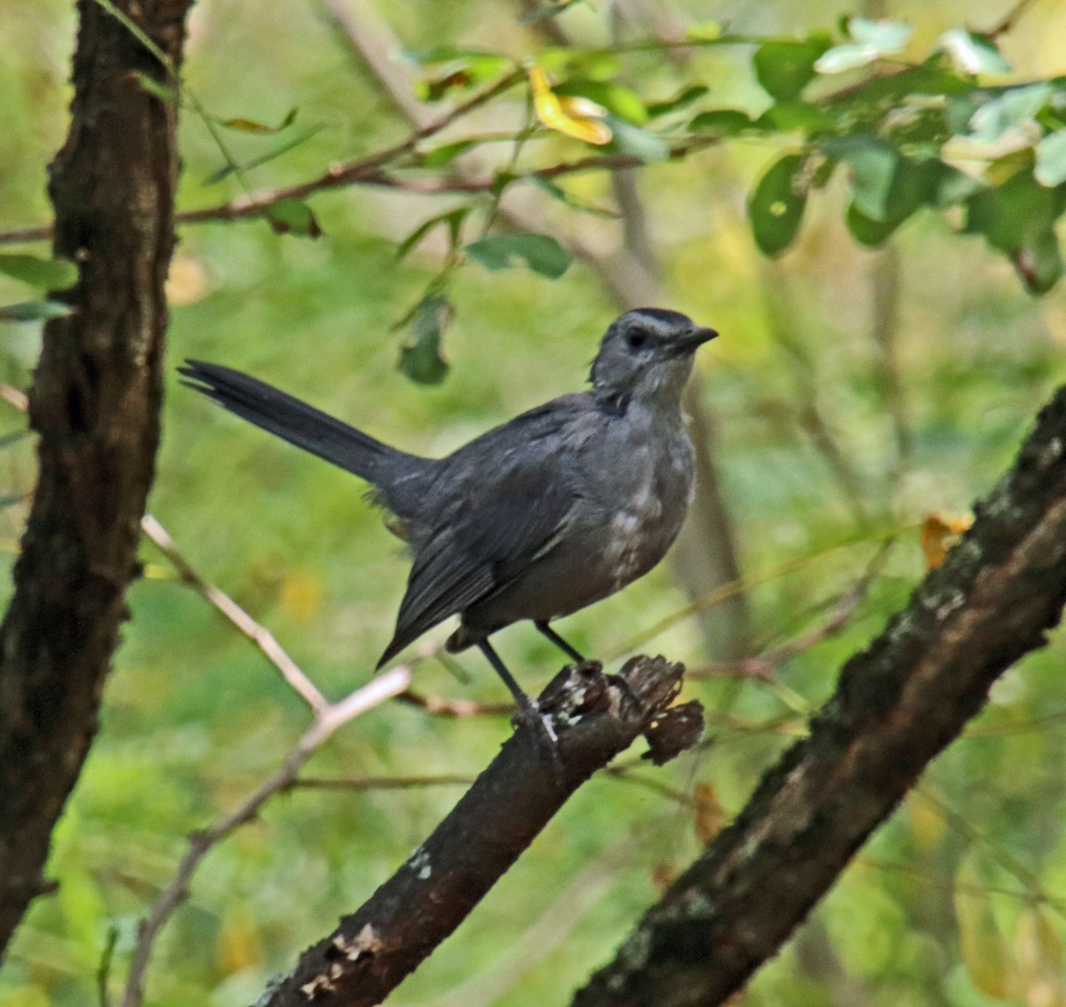 Gray Catbird - Tom Nolan