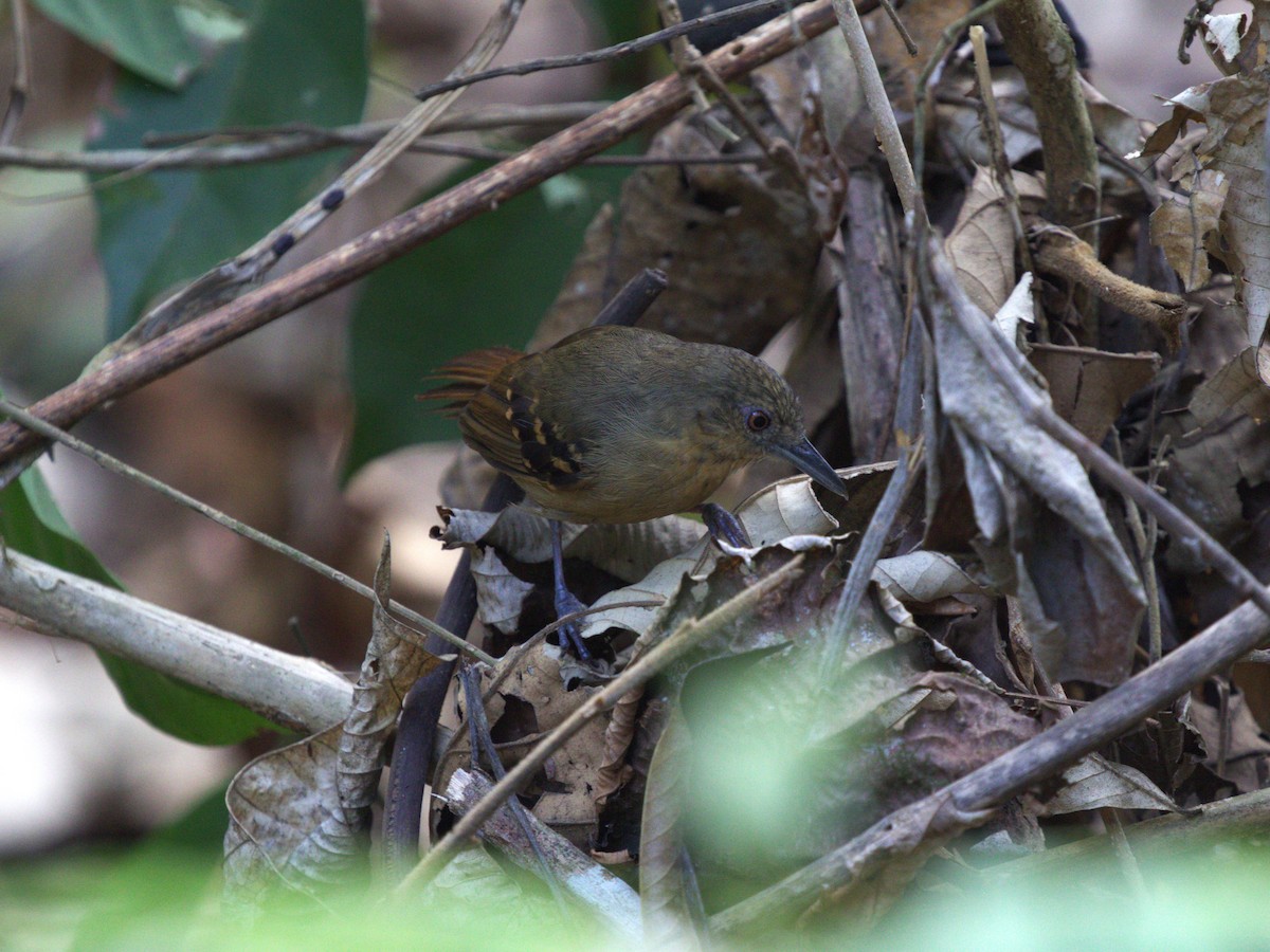 Checker-throated Stipplethroat - ML623915821