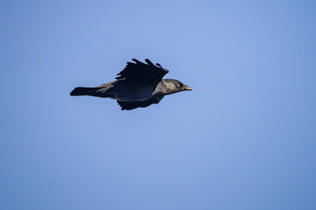 Eurasian Jackdaw - ML623915831