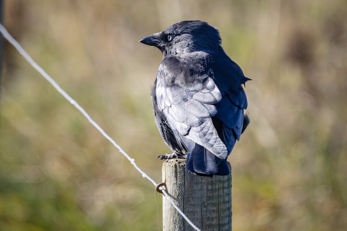 Eurasian Jackdaw - ML623915832