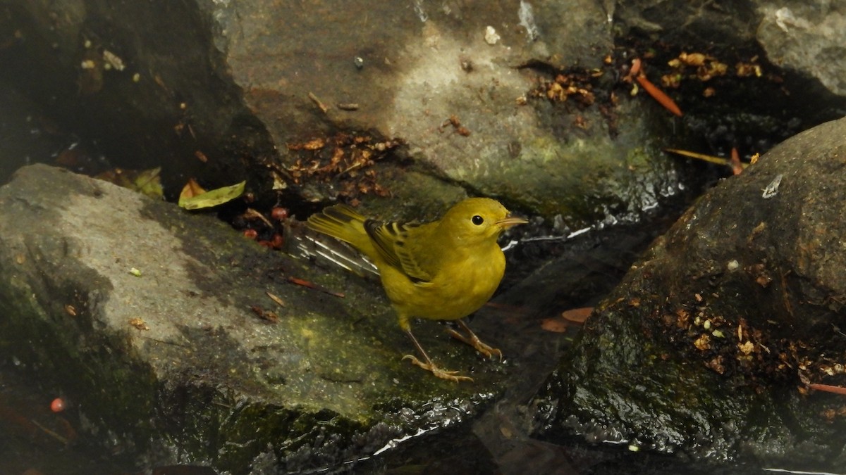 Yellow Warbler - ML623915833