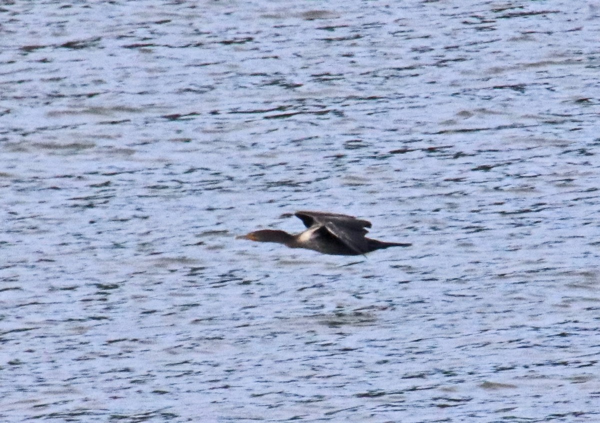 Double-crested Cormorant - ML623915836