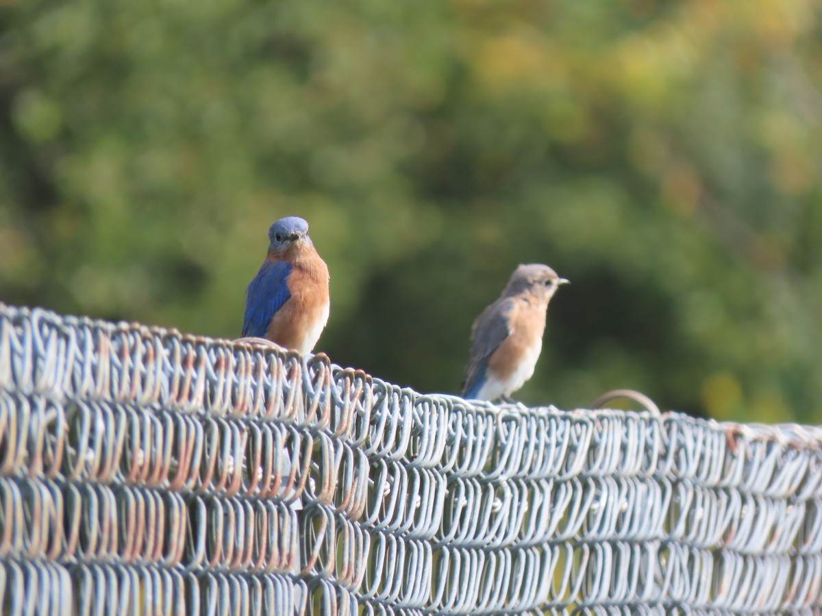 Eastern Bluebird - ML623915839