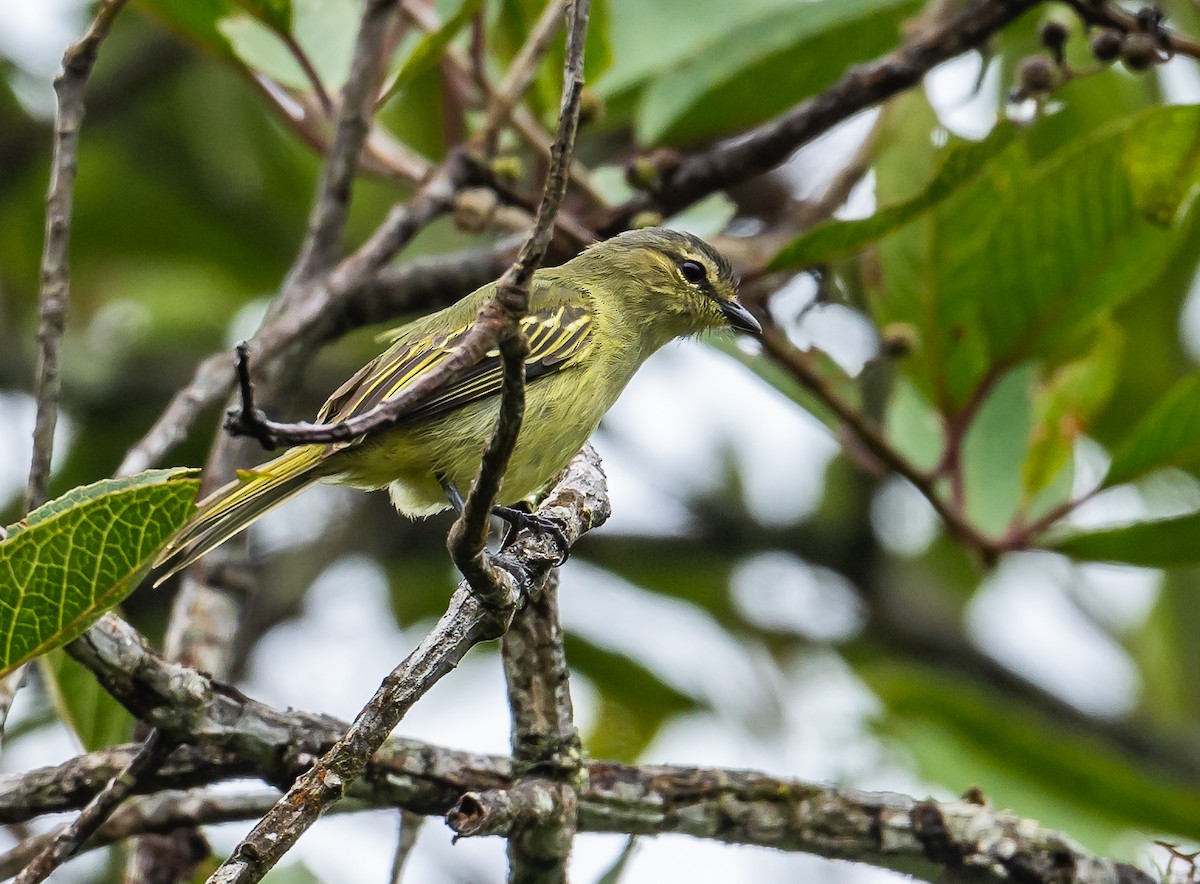 Peruvian Tyrannulet - ML623915847