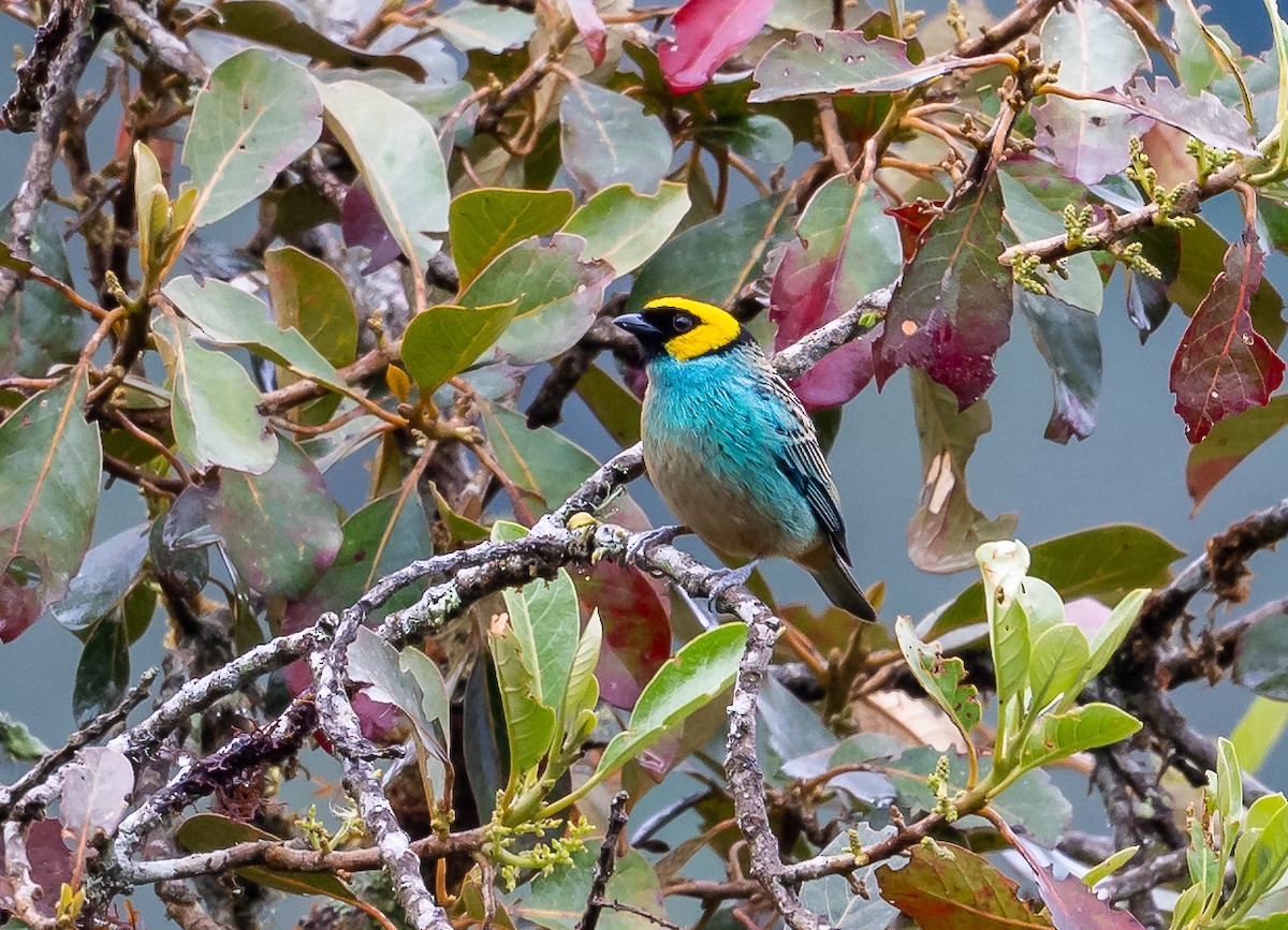 Saffron-crowned Tanager - ML623915849