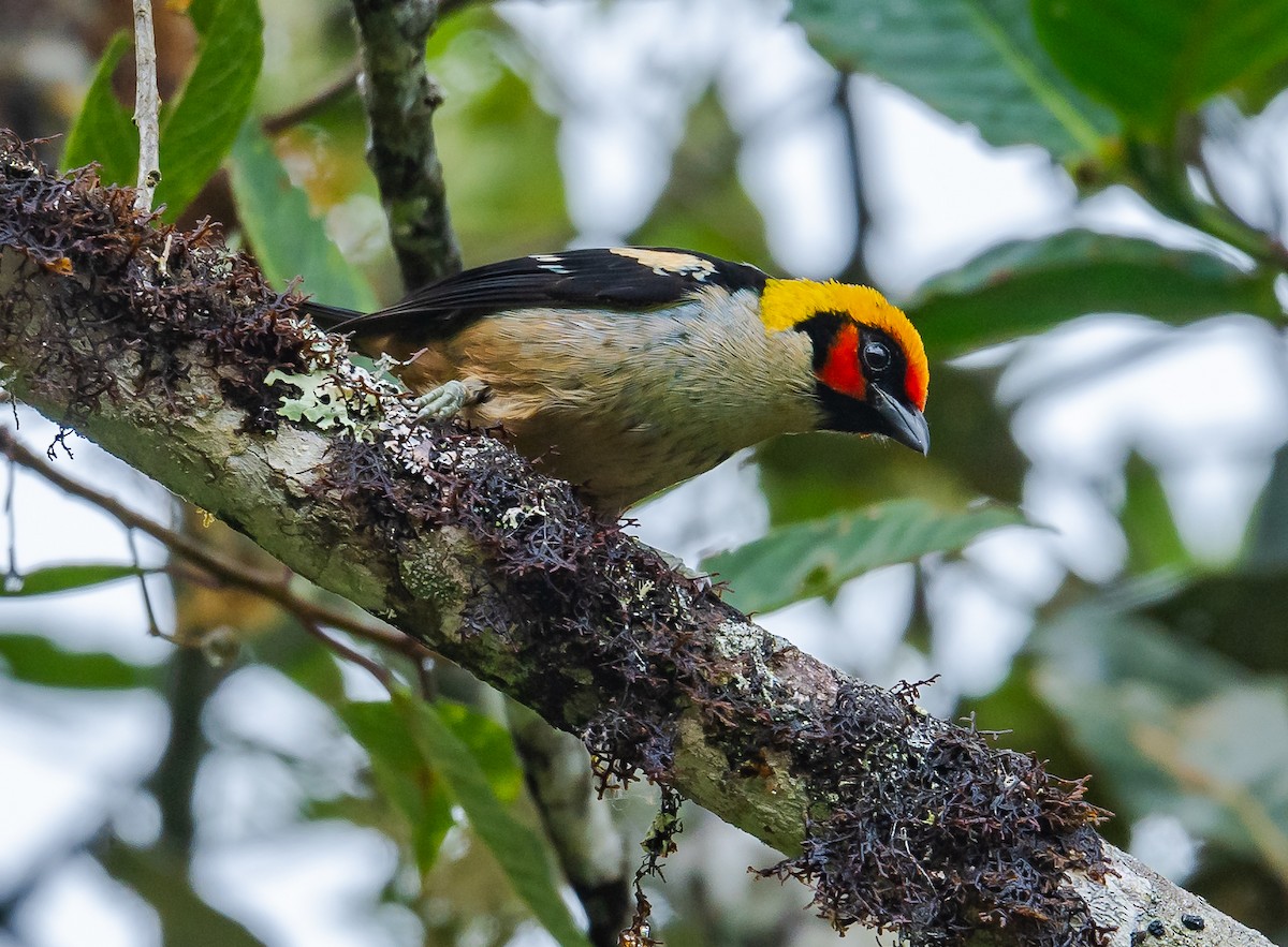 Flame-faced Tanager - ML623915852