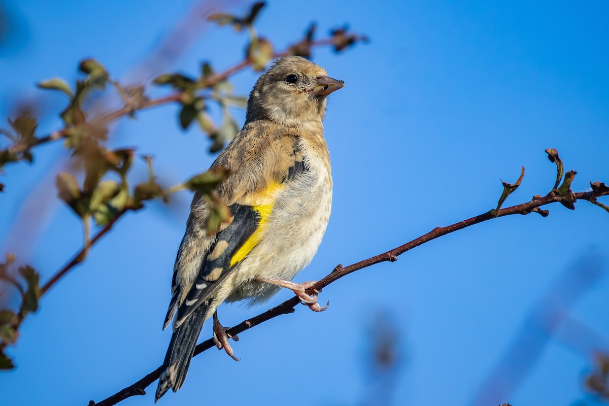 European Goldfinch - ML623915853