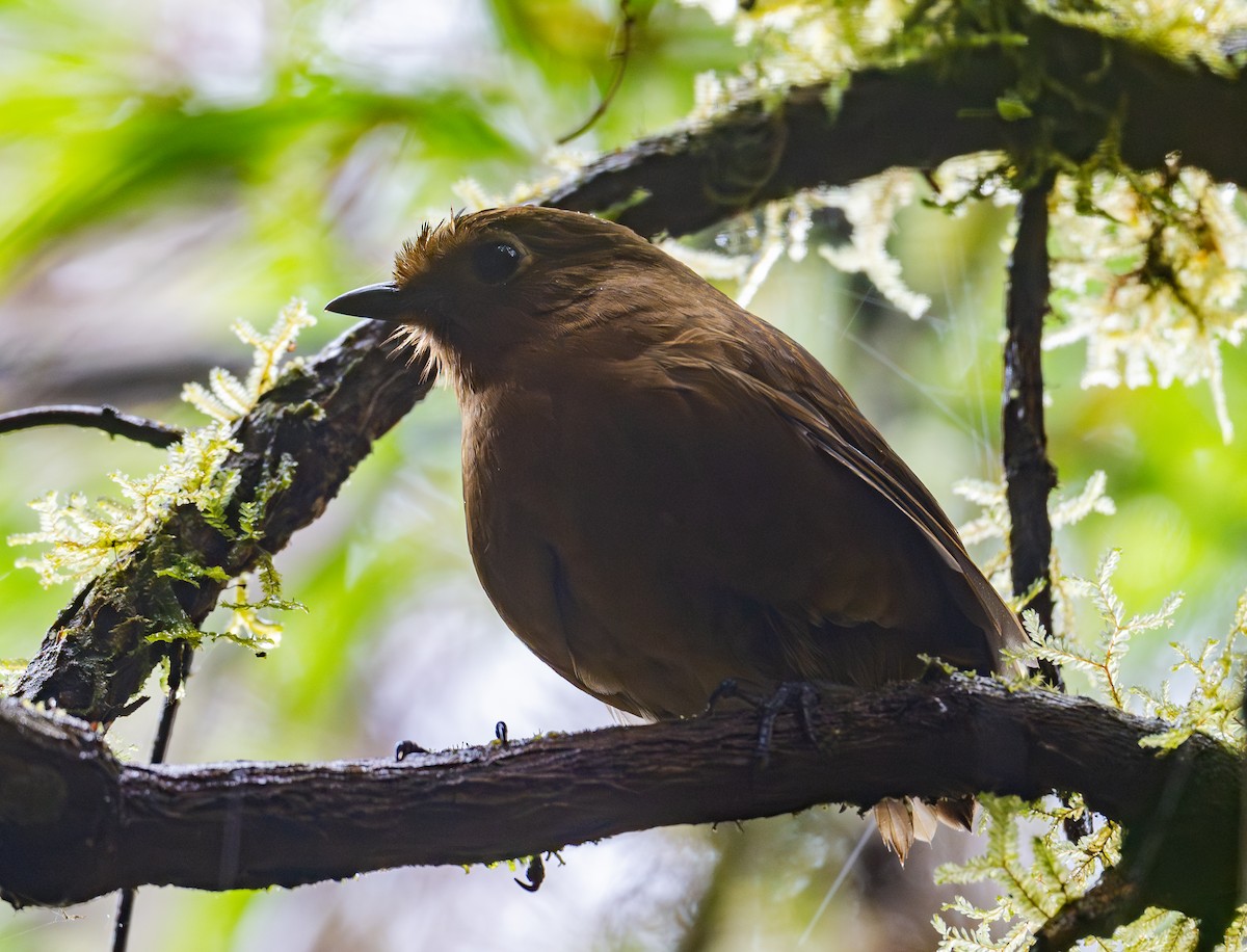 Panao Antpitta - ML623915861