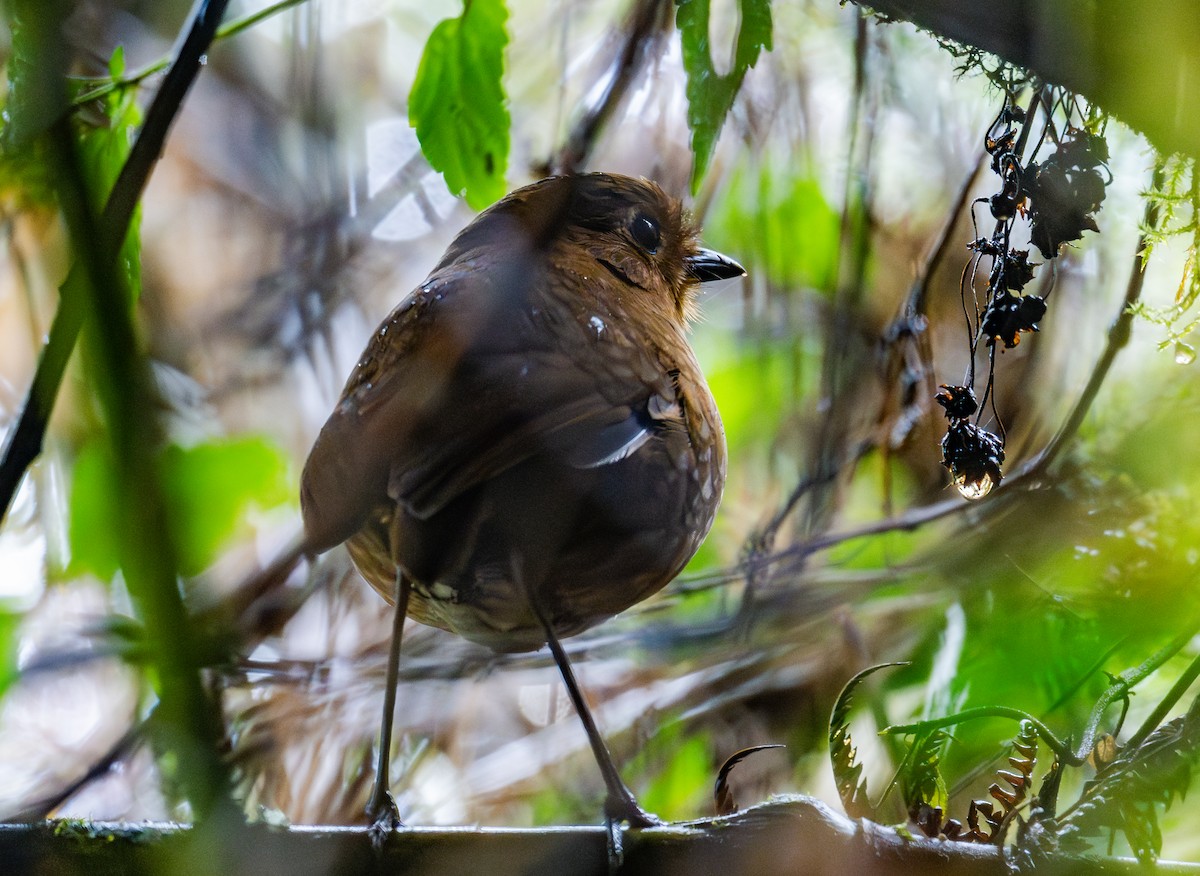 Panao Antpitta - ML623915862