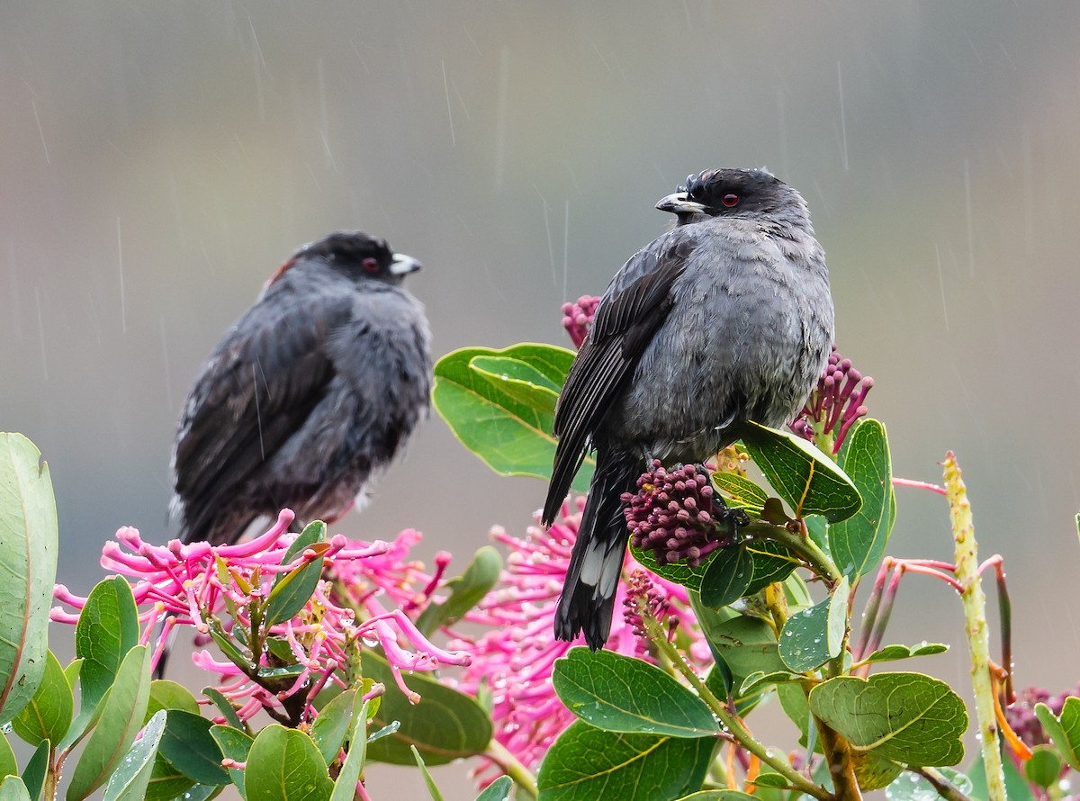 Red-crested Cotinga - Lisa & Li Li