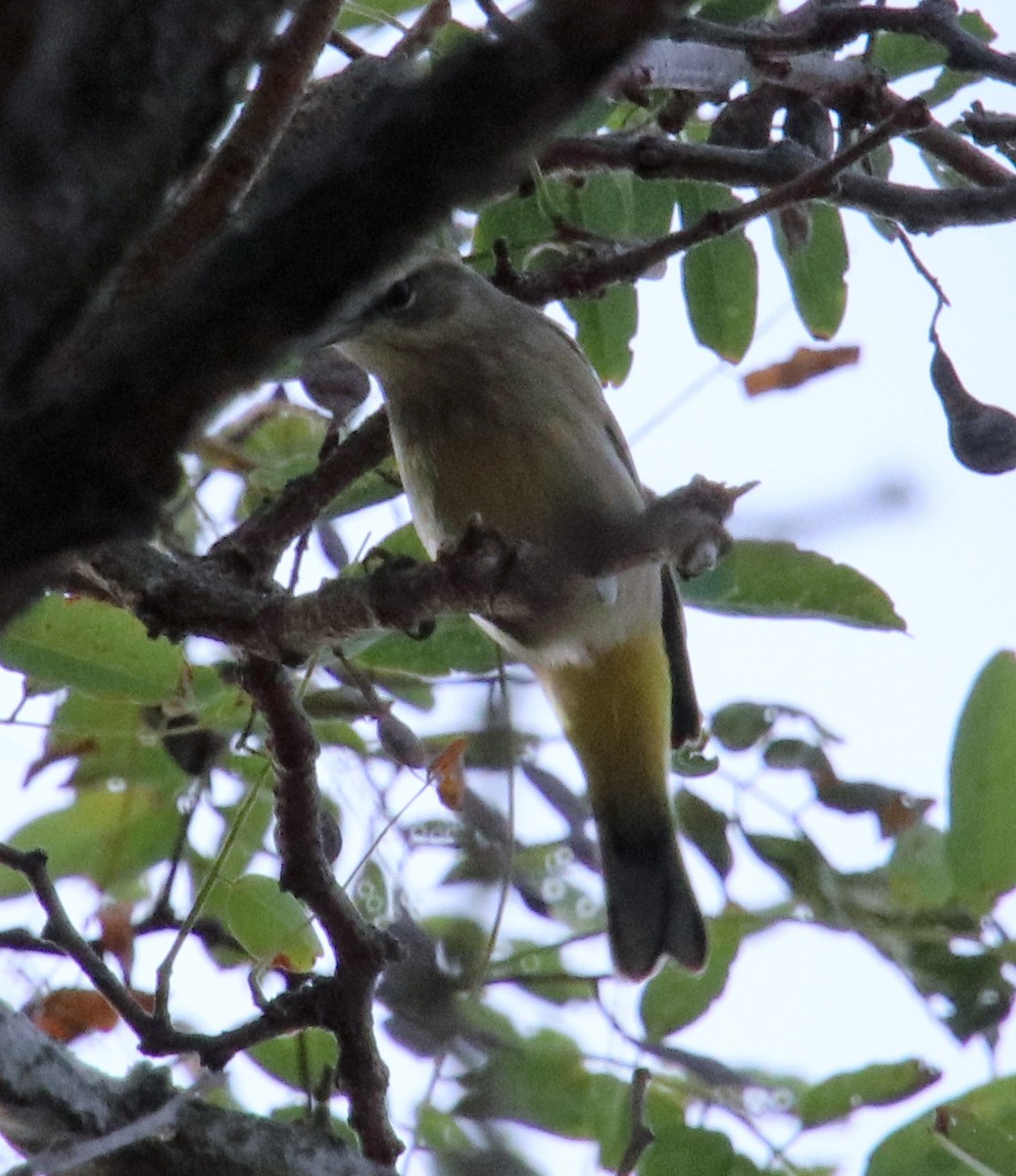 Palm Warbler - ML623915870