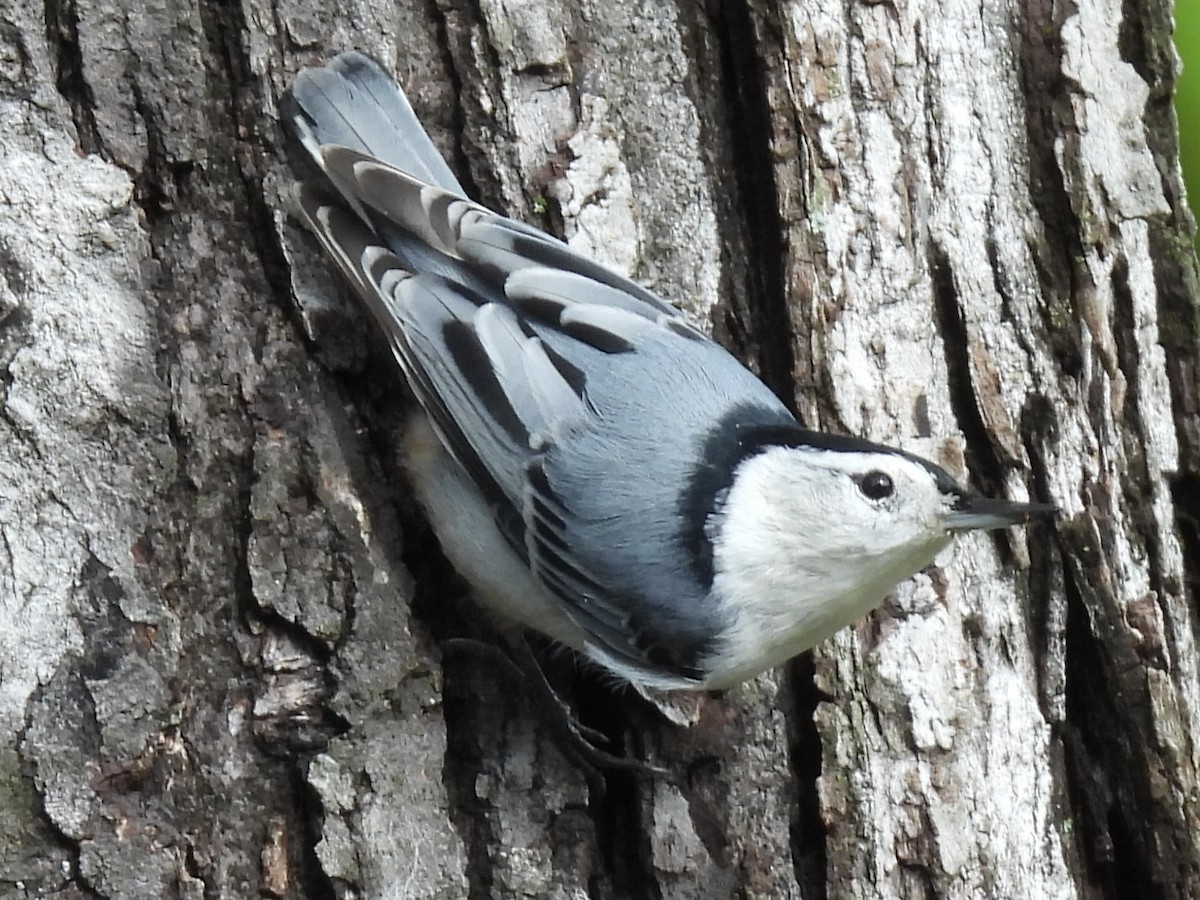 White-breasted Nuthatch (Eastern) - ML623915876