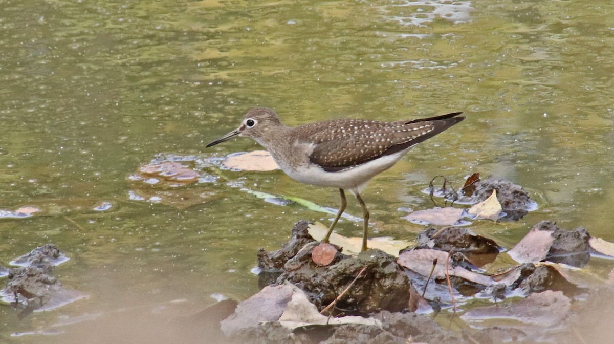 Solitary Sandpiper - ML623915877