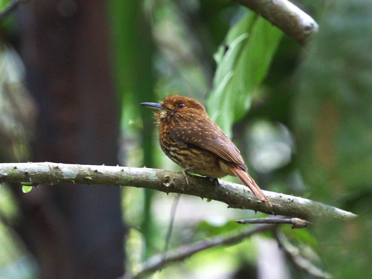 White-whiskered Puffbird - ML623915878