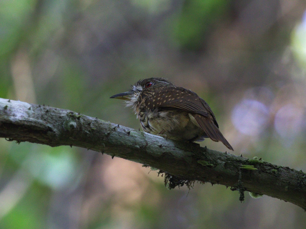 White-whiskered Puffbird - ML623915879