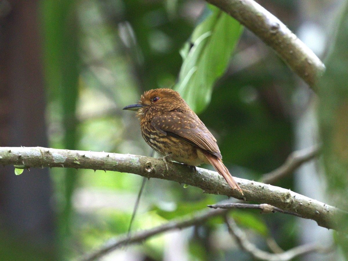 White-whiskered Puffbird - ML623915880