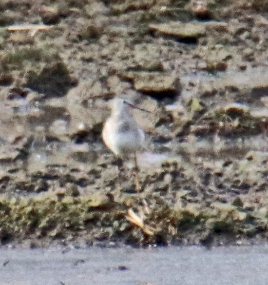 Lesser/Greater Yellowlegs - ML623915881