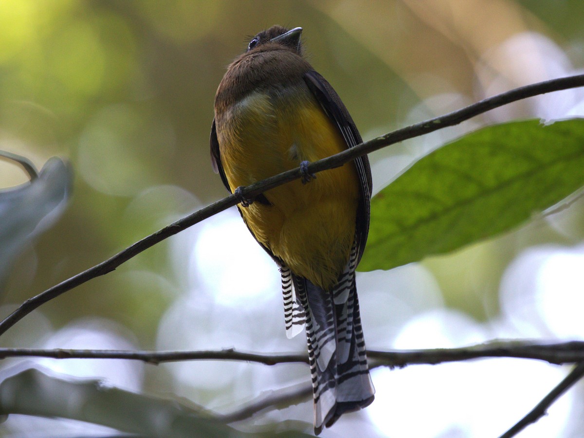 Gartered Trogon - ML623915899