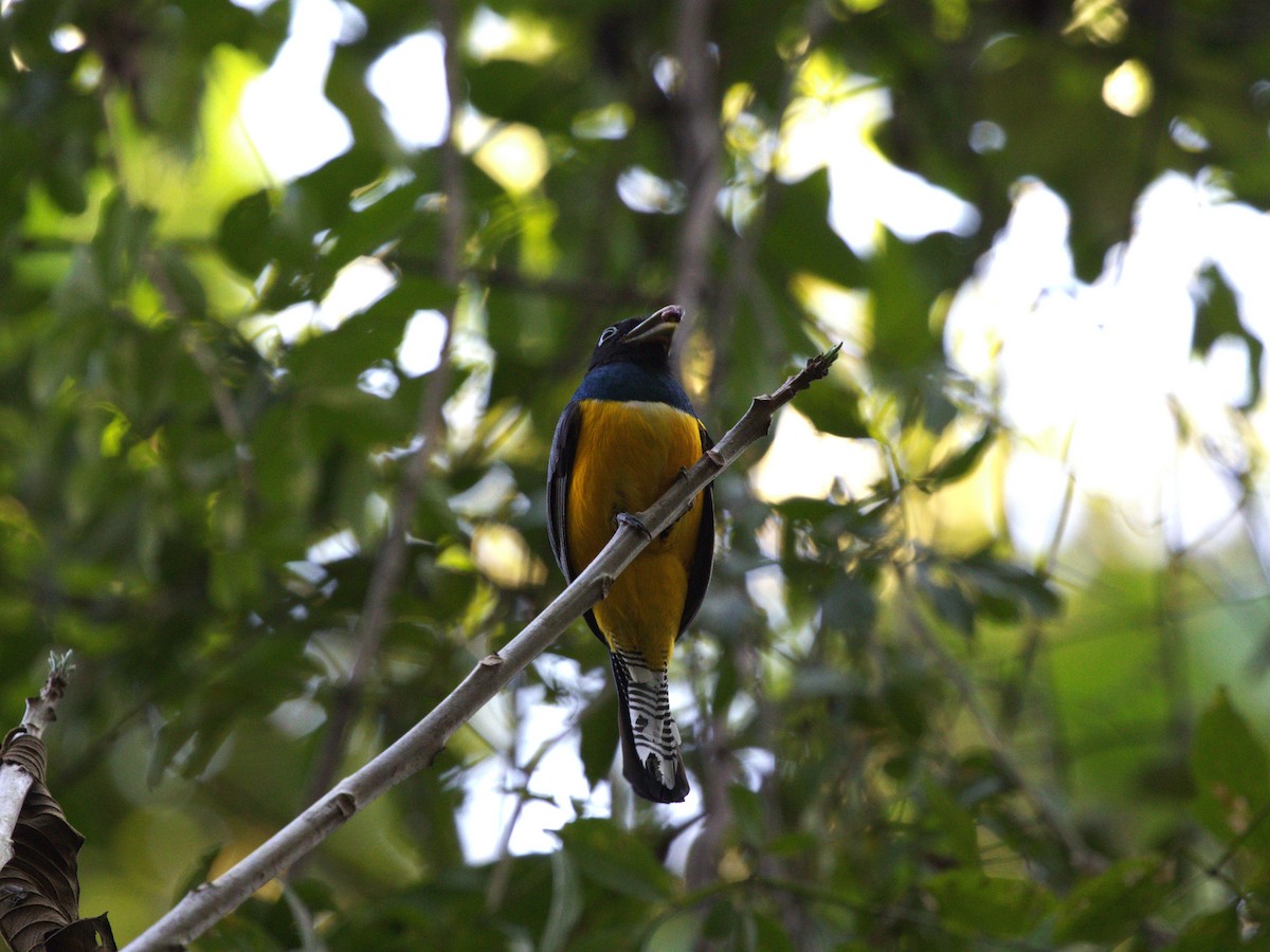 Gartered Trogon - ML623915904