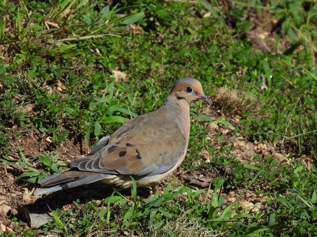 Mourning Dove - jeffery haight